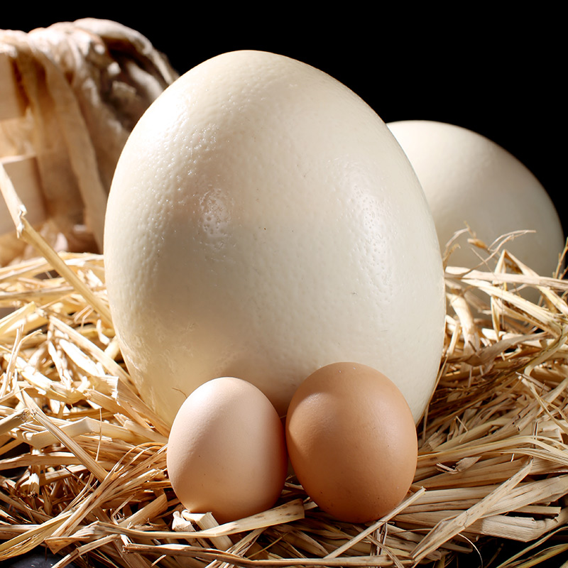 绿田逐新鲜鸵鸟蛋 2.8-3斤左右一枚 送礼盒底座